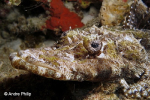 "Portrait of a Flatman" - The amazing Crocodilfish
Nabuc... by Andre Philip 
